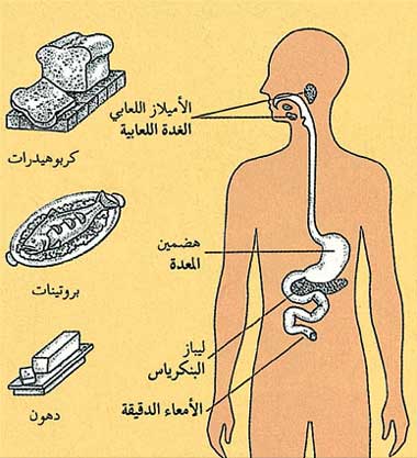 الإنزيم