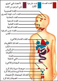 Ø§Ù„ØºØ¯Ø©