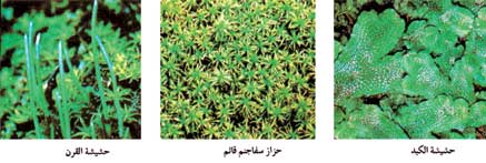 النبات